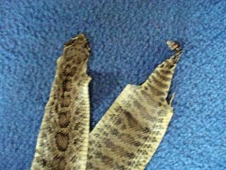 Rattlesnake Skin Prairie Rattler Hide Soft Tanned Bow Wrap Blank Art 39 Inch R10