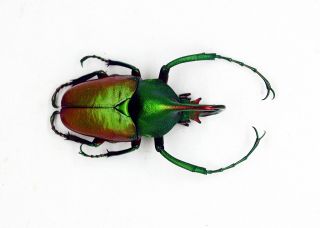 Cetoniidae - Hercules Flower Beetle - Theodosia Nobuyukii (m) 30mm,  - Large