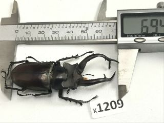 K1209 Unmounted Beetle Lucanus Dongi Rare Vietnam Central