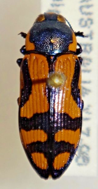 Rare Castiarina Adelaidae Australia 024 Jewel Beetle Insect Buprestid Calodema