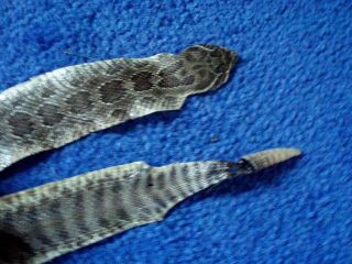 Rattlesnake Skin Prairie Rattler Hide Soft Tanned Bow Wrap Blanks Art 35 Inch R9