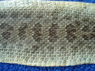 Rattlesnake Skin Prairie Rattler Hide Soft Tanned Bow Wrap Blanks Art 36 Inch R5