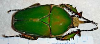 Cetoniinae Mecynorrhina Torquata Immaculicollis 76.  4mm Cameroon Green Beetle A1