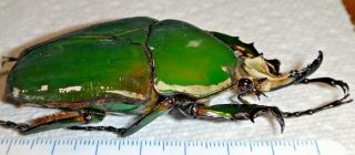 Cetoniinae Mecynorrhina torquata immaculicollis 76.  4mm Cameroon Green Beetle A1 2