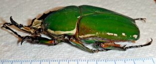 Cetoniinae Mecynorrhina torquata immaculicollis 76.  4mm Cameroon Green Beetle A1 3