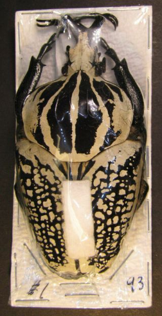 Coleoptera Goliathus Orientalis Ab.  Orientalis 93mm.  From Congo Ref 19