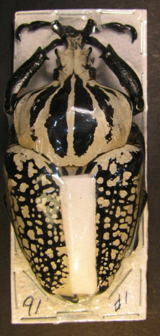 Coleoptera Goliathus Orientalis Ab.  Orientalis 91mm.  From Congo Ref 18