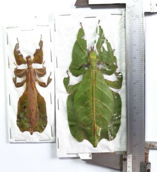 Rare Leaf Insect : Phyllium Pulchrifolium 1 Pair,  Java,  Indonesia