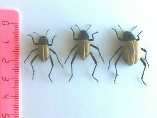 Onymacris Marginipennis - Coleoptera,  Tenebrionidae - Trio - Namibia