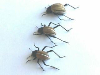 Onymacris marginipennis - Coleoptera,  Tenebrionidae - TRIO - Namibia 2