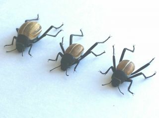 Onymacris marginipennis - Coleoptera,  Tenebrionidae - TRIO - Namibia 3