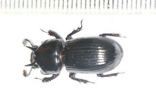Passalidae Sp.  Horned W.  Sichuan Beetle Specimen