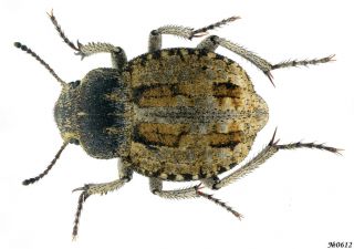 Coleoptera Tenebrionidae Gen.  Sp.  South African Republic 8mm