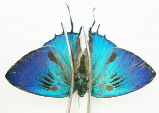 Evenus Sp.  Male From Colombia
