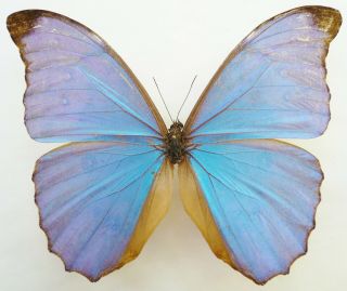 Morpho Amathonte Centralis Male From South Costa Rica (pacific Side)