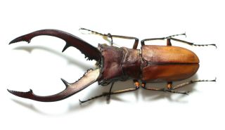 Lucanidae,  Cyclommatus Tarandus Very Big