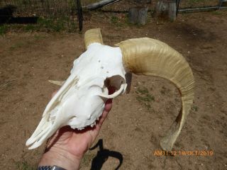 Ram Sheep Skull With Even Horns Taxidermy Hunting Gothic Bone Crafts