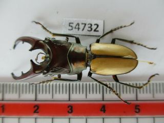 54732 Lucanidae: Cyclommatus Sp.  New?.  Vietnam C.  Rare