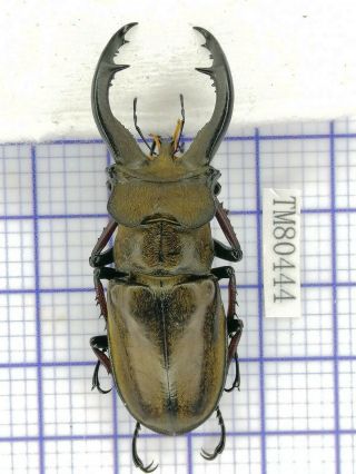 Lucanidae Tm80444 Lucanus Furcifer 55mm E Tibet