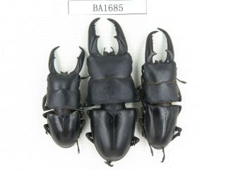 Beetle.  Dorcus Titanus Ssp.  China,  Guizhou,  Mt.  Leigongshan.  3m.  Ba1685.