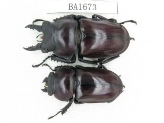Beetle.  Neolucanus Sp.  China,  Guizhou,  Mt.  Leigongshan.  1p.  Ba1673.