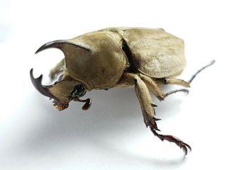 Scarabaeidae,  Dynastinae Spodistes Hopei Panama Big Male