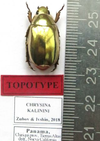 Rutelidae.  Chrysina Kalinini Sp.  Topotype.  Gold Nugget.  Species.  Panama.  2