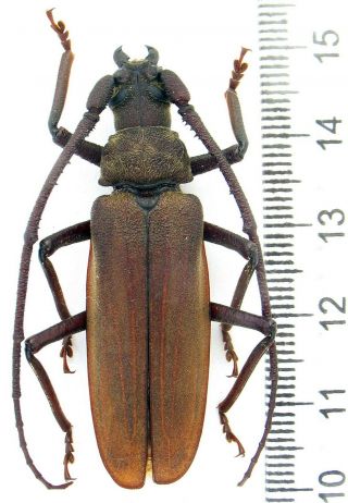Beetles.  Cerambycidae.  Prioninae,  Aegosoma Scabricornis Male 48 Mm,  Big Size.