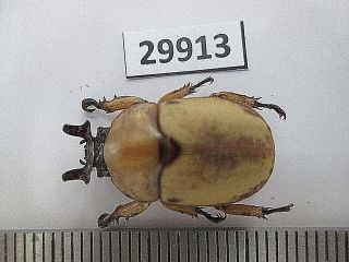 29913.  Unmounted Insects,  Rutelidae: Pukupuku Curta?.  From South Vietnam