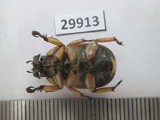 29913.  Unmounted insects,  Rutelidae: Pukupuku curta?.  From South Vietnam 3