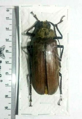 Xixuthrus Bufo,  63mm.  Rare.  Sulawesi - Indonesia.