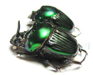 Scarabaeidae,  Oxysternon Silenus,  Pair,  Peru