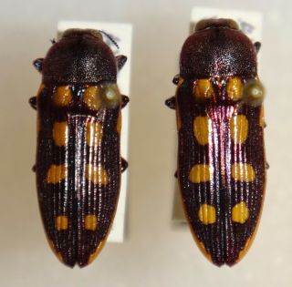 Rare Castiarina Xanthospilosa Pair Australia 010 Jewel Beetle Buprestid Calodema