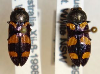 Rare Castiarina Inconspicua Pair Australia Zz Jewel Beetle Buprestid Calodema
