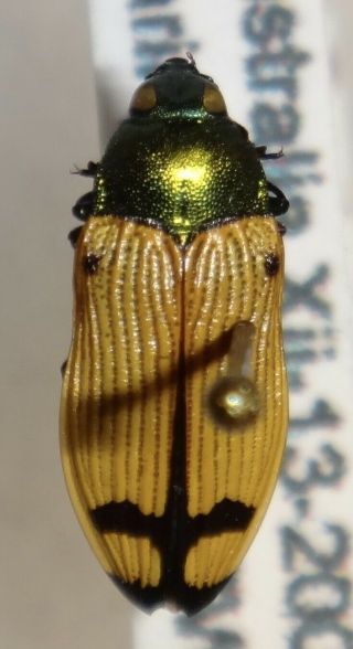 Rare Castiarina Eborica Australia Xx Jewel Beetle Buprestid Calodema