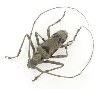 Coleoptera/cerambydae/cerambycinae Sp 43 From Peru
