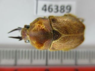 46389.  Rutelidae: Didrepanephorus arnaudi?.  Vietnam South.  A2 2