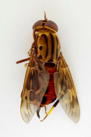 Diptera,  Diptera Sp.  Big From Colombia