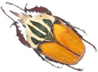 Cetoniinae Mecynorrhina Oberthuri Unicolor Male A1 66mm (tanzania) Xxl