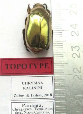 Rutelidae.  Chrysina Kalinini Sp.  Topotype.  Gold Nugget.  Species.  Panama.  3