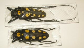 Batocera Roylei Pair With Male 64mm Female 64mm (cerambycidae)