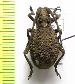 Cerambycidae,  Phantasis Gigantea,  Tanzania