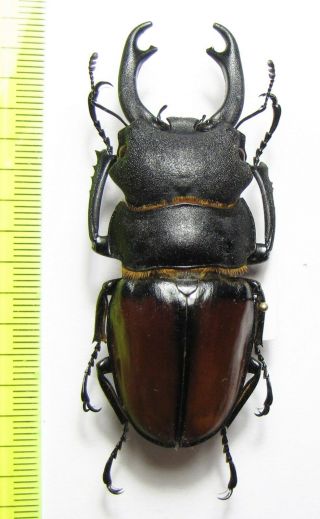 Lucanidae,  Odontolabis Katsurai,  Malaysia,  Borneo 67 Mm
