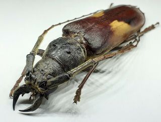 Cerambycidae/prioninae/ Gnatopraxithea Sarryi Male 61 Mm From Peru