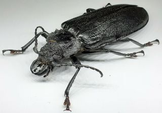 Cerambycidae/prioninae/ Physopleurus Rugosus Female 79 Mm From Peru