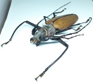 Cerambycidae/prioninae/ Aberration Callipogon Armillatus Male 103 Mm From Peru