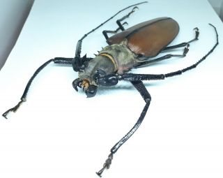 Cerambycidae/prioninae/callipogon Armillatus Male 117 Mm From Peru