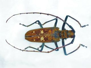 Monster Batocera Wyllei Male Giant Xxl Size 71mm,  Cerambycidae Cameroon