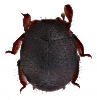 Histeridae Hetaeriinae Clientister Sp.  Peru Rare