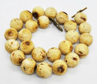 95g Antique Formed White Boney Baltic Amber Butterscotch Pressed Bead Necklace